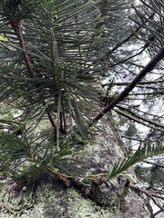 Eutacta