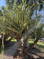 Pandanus tectorius
