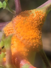 Puccinia coronata