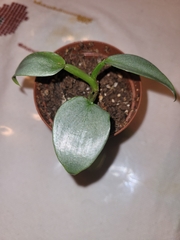 Philodendron hastatum