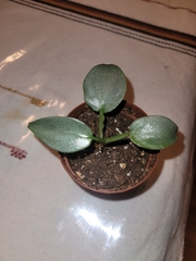 Philodendron hastatum