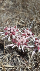 Euphorbia radians