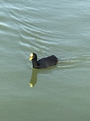 Fulica armillata