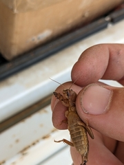 Gryllotalpa gryllotalpa