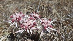 Euphorbia radians
