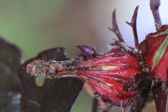 Hibiscus acetosella