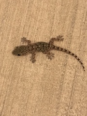 Tarentola mauritanica