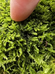 Stereodon subimponens