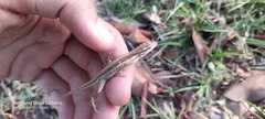 Anolis auratus