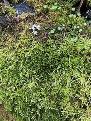 Stereodon subimponens