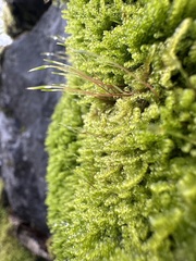 Stereodon subimponens