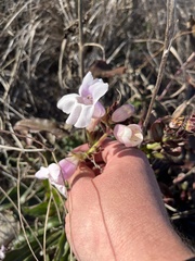 Penstemon cobaea