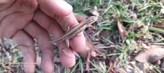 Anolis auratus