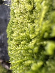 Stereodon subimponens