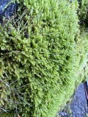 Stereodon subimponens