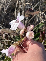 Penstemon cobaea