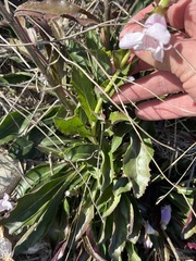 Penstemon cobaea