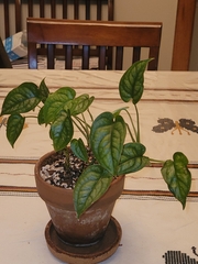 Monstera siltepecana