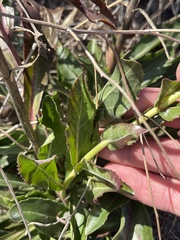 Penstemon cobaea
