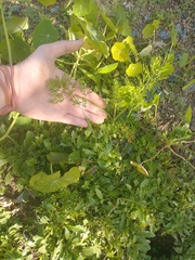 Scandix pecten-veneris