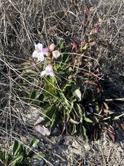 Penstemon cobaea
