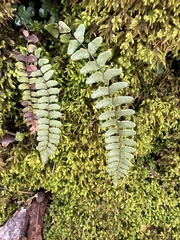 Asplenium resiliens