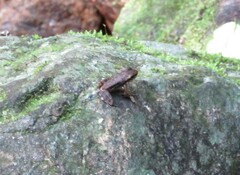 Crossodactylus gaudichaudii