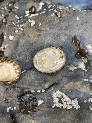 Cellana denticulata