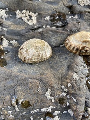 Cellana denticulata