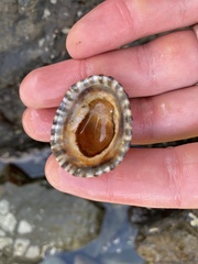 Cellana denticulata