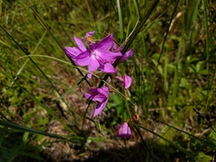 Calopogon tuberosus