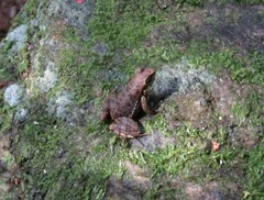 Crossodactylus gaudichaudii