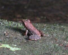 Crossodactylus gaudichaudii