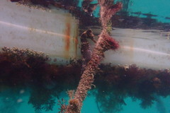 Hippocampus reidi