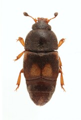 Carpophilus hemipterus