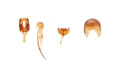 Carpophilus hemipterus