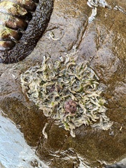 Spirobranchus cariniferus