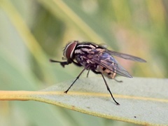 Graphomya rufitibia