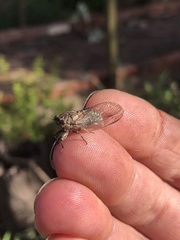 Physeema labyrinthica