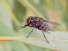 Graphomya rufitibia