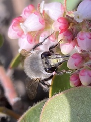 Anthophora pacifica