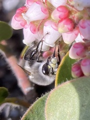 Anthophora pacifica