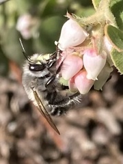 Anthophora pacifica