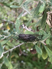 Physeema labyrinthica