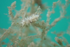 Okenia zoobotryon