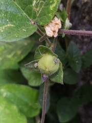 Hewittia malabarica