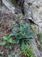 Hylotelephium maximum