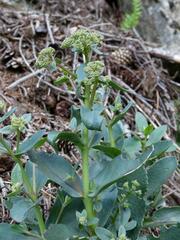 Hylotelephium maximum