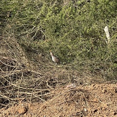 Callipepla douglasii