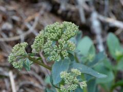 Hylotelephium maximum